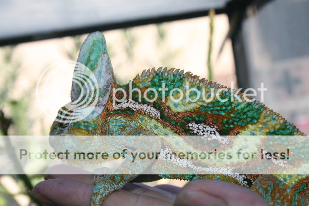 wedpics001.jpg