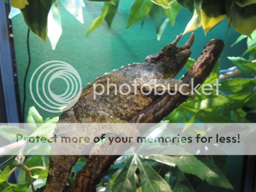 Mychams1-24-12080.jpg
