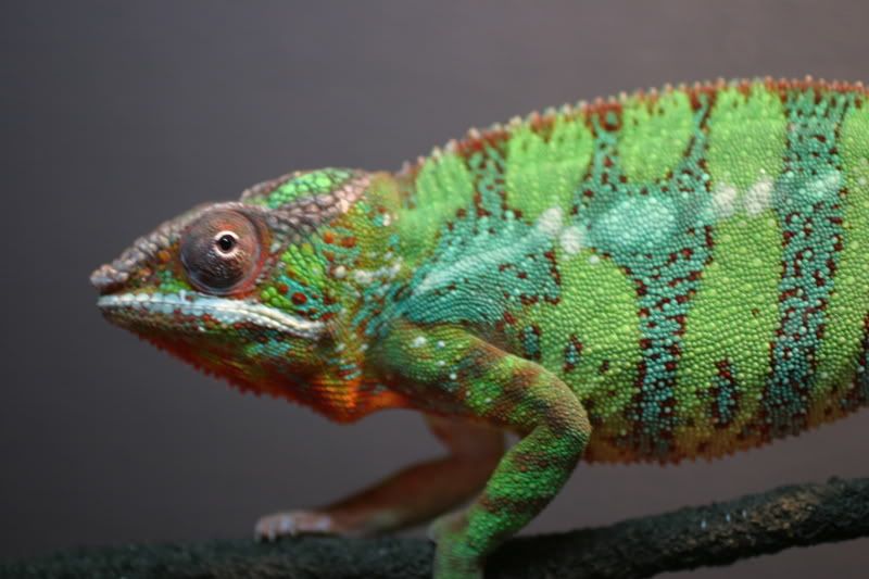 Sept1stChameleon009.jpg