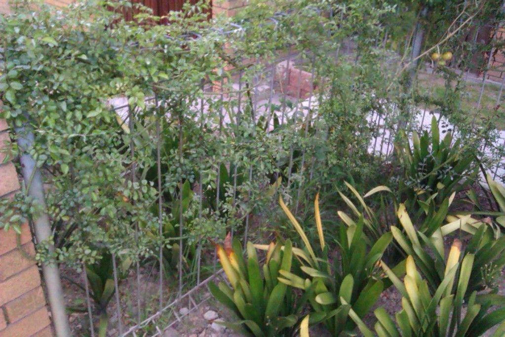 IMAG0633.jpg