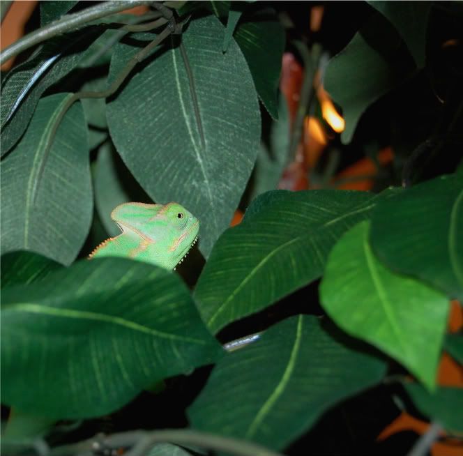 Rango016-1.jpg