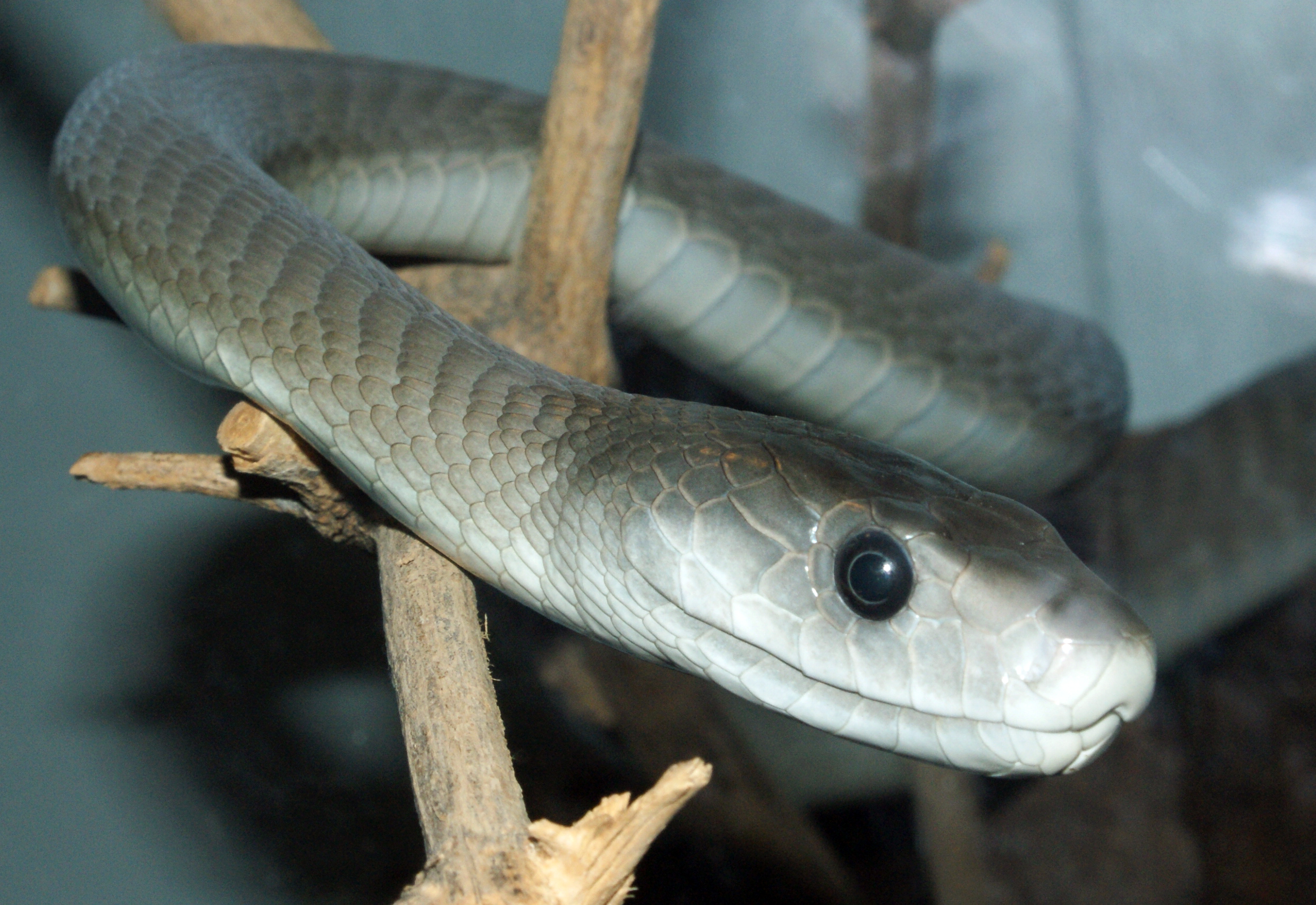 Dendroaspis_polylepis_%2814%29.jpg