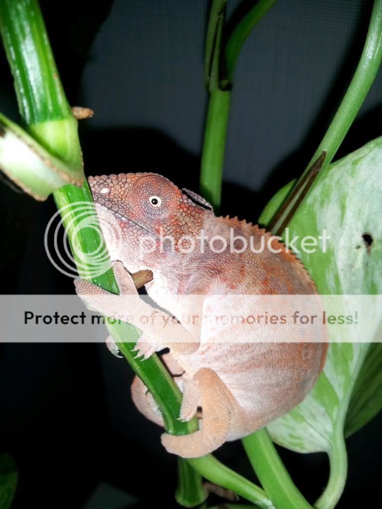 2013-06-13231927_zps12b4db37.jpg