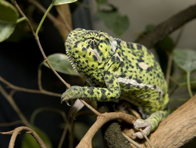 04212012_penelope.jpg