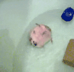 tumblr_lq74sc3D0i1qzrlhgo4_250.gif