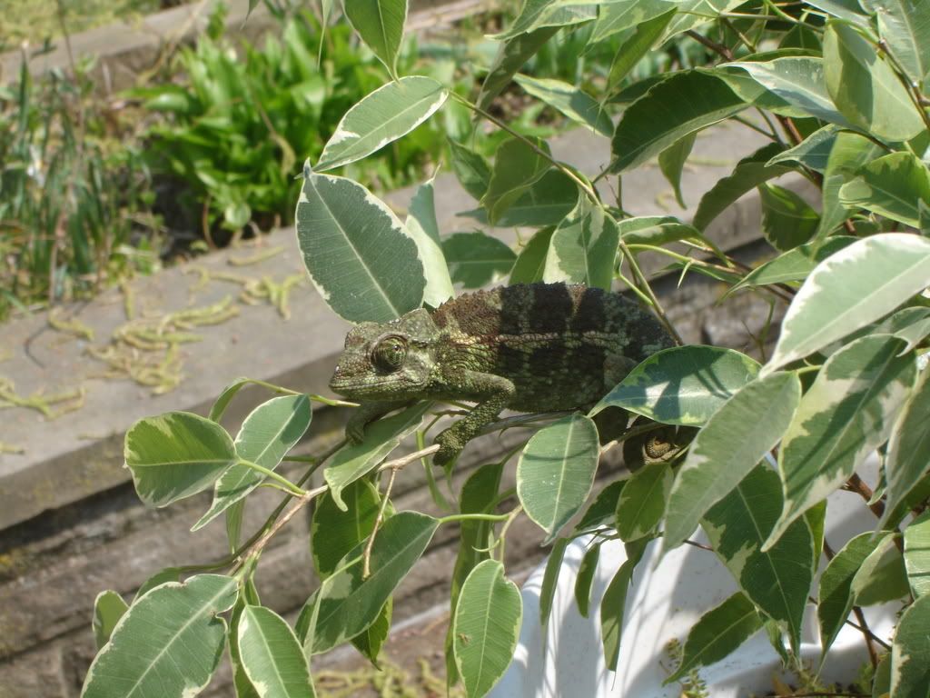 DSC04483d2.jpg