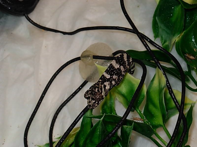 DSCN1397.jpg