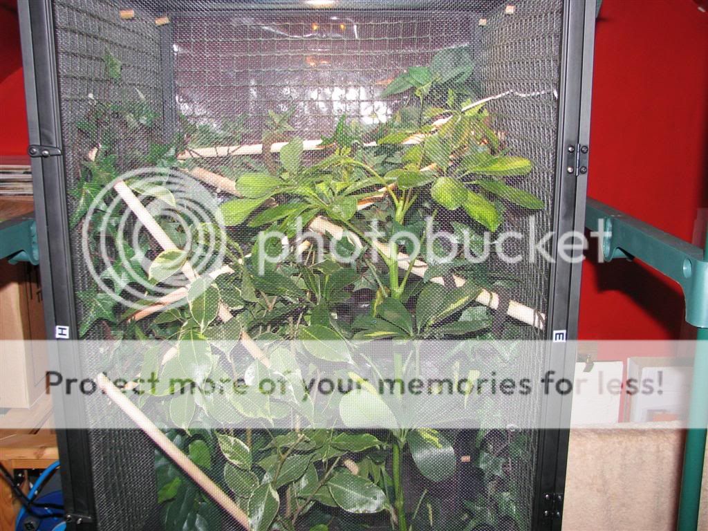 Cage3Large.jpg