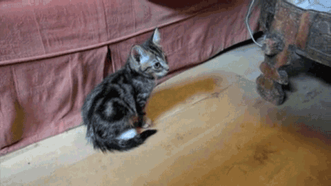 tumblr_lgxs57G46O1qcn249o1_500.gif