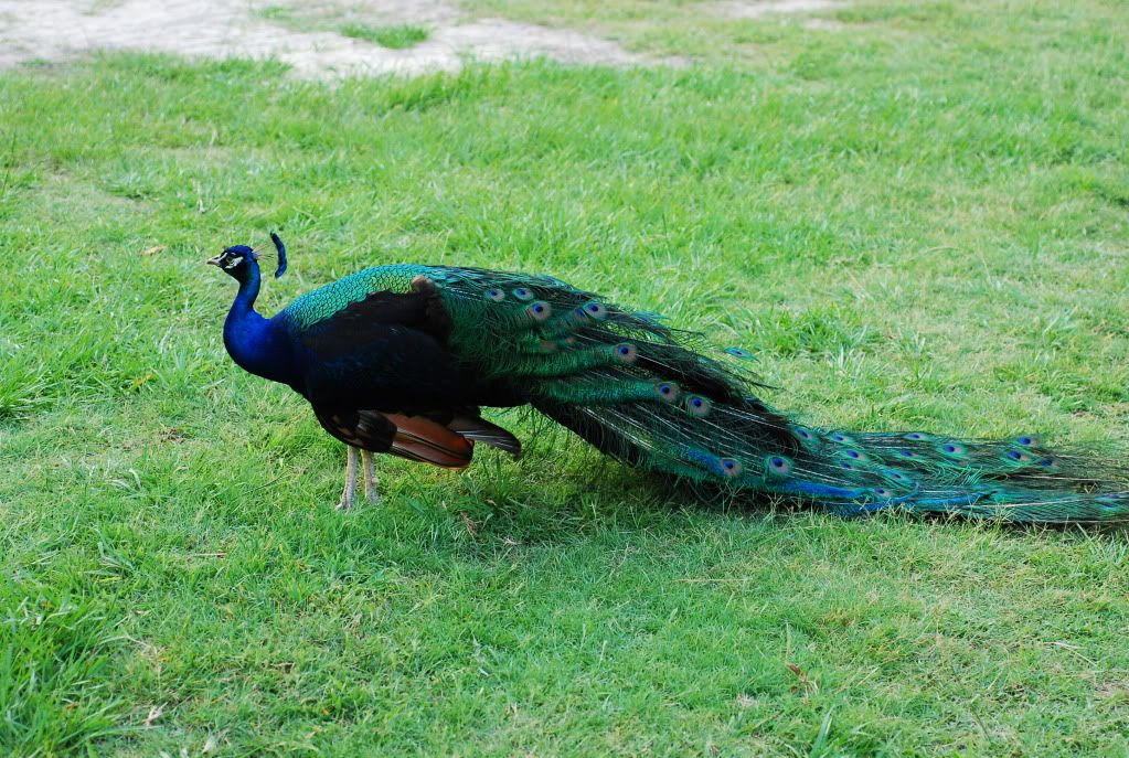 SpoletoCharlestonSCJune132010132.jpg