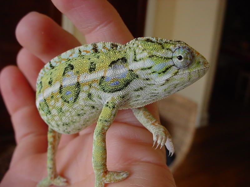 latsandskinks10-20-08079.jpg