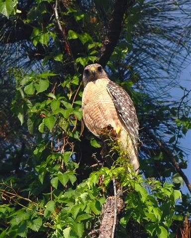 hawk2.jpg