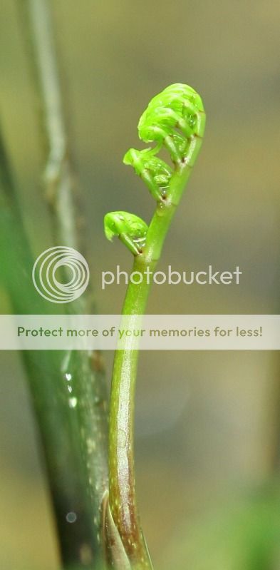 newplantgrowth.jpg
