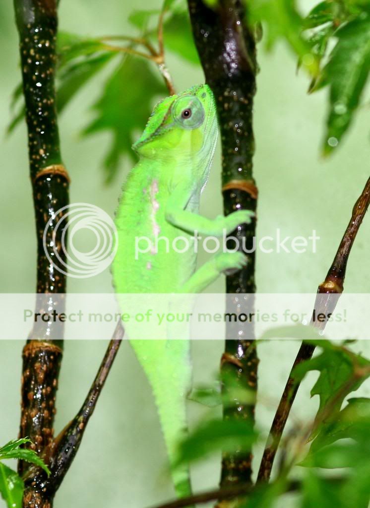 juvenilemaleperreti-1_zps57031e3a.jpg