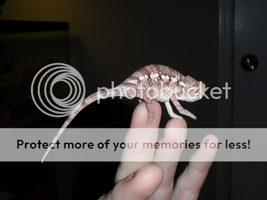 SAM_0604.jpg