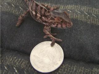 cleo3.jpg