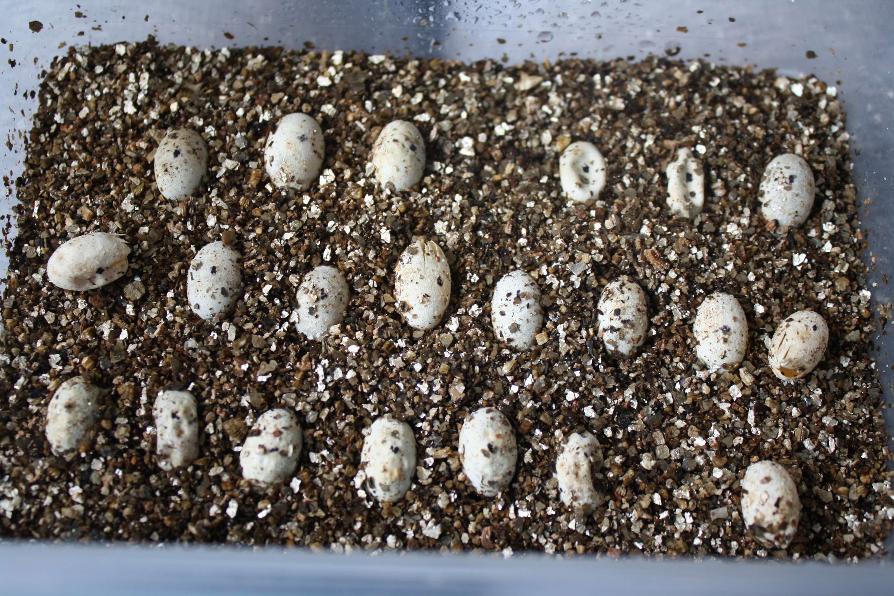 october11eggs1.jpg