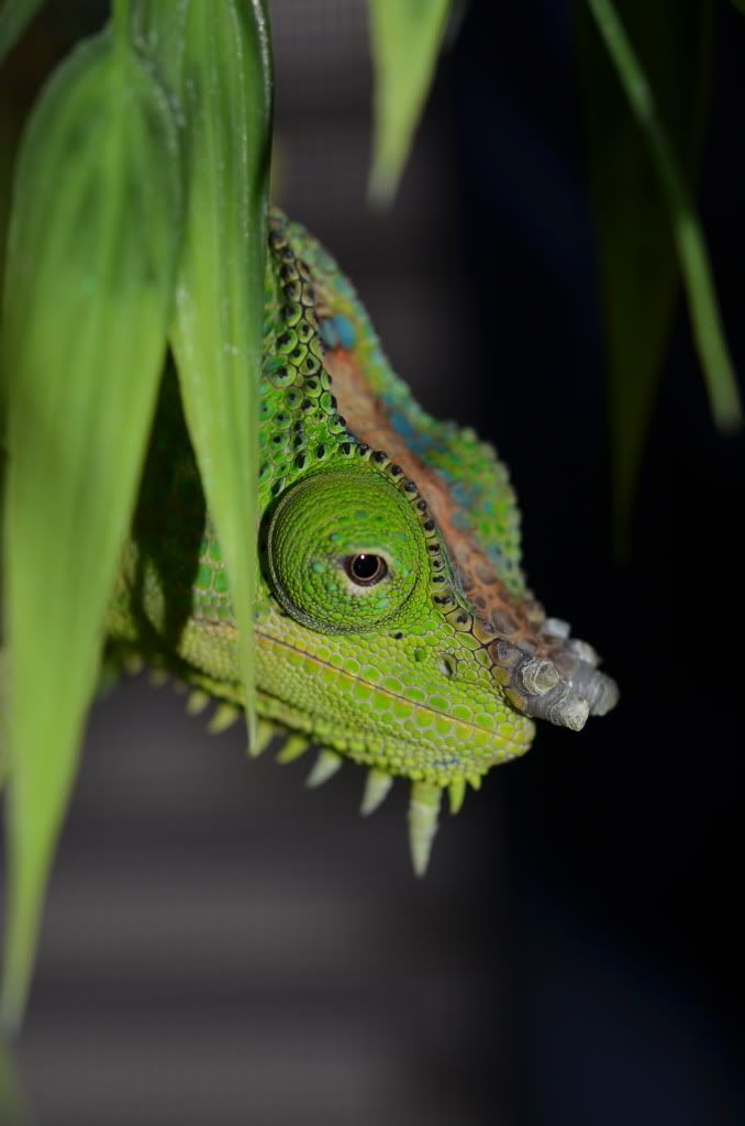 DSC_0411.jpg