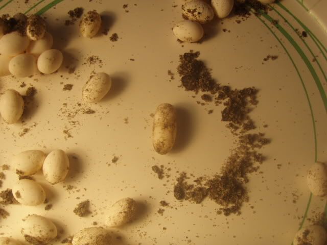 Picture038.jpg