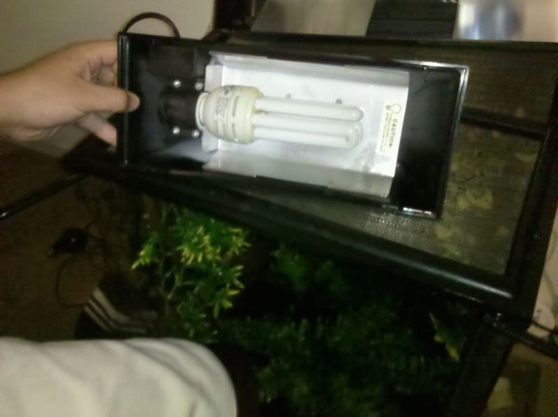 light.jpg