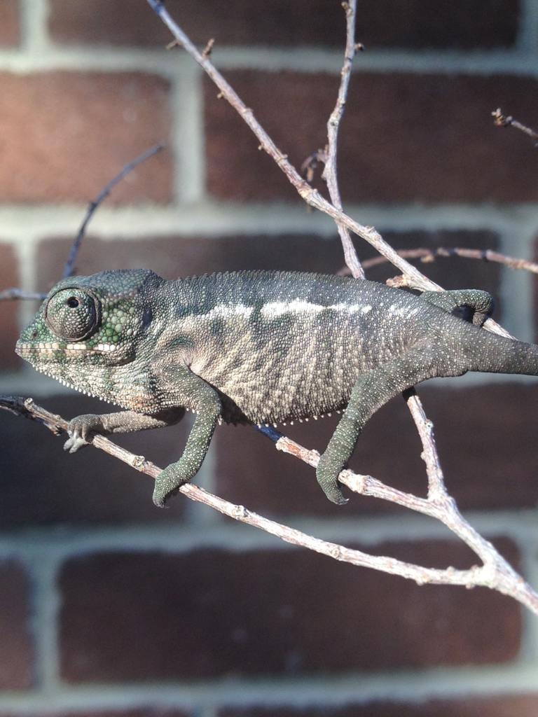 nyqamynu.jpg