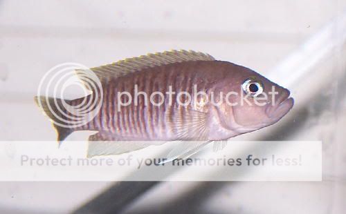 neolamprologusmultifasciatusmale.jpg