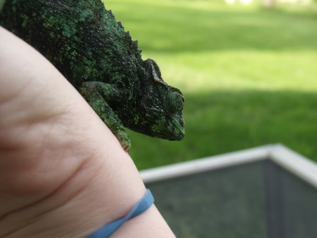 2010_0520chams0007.jpg