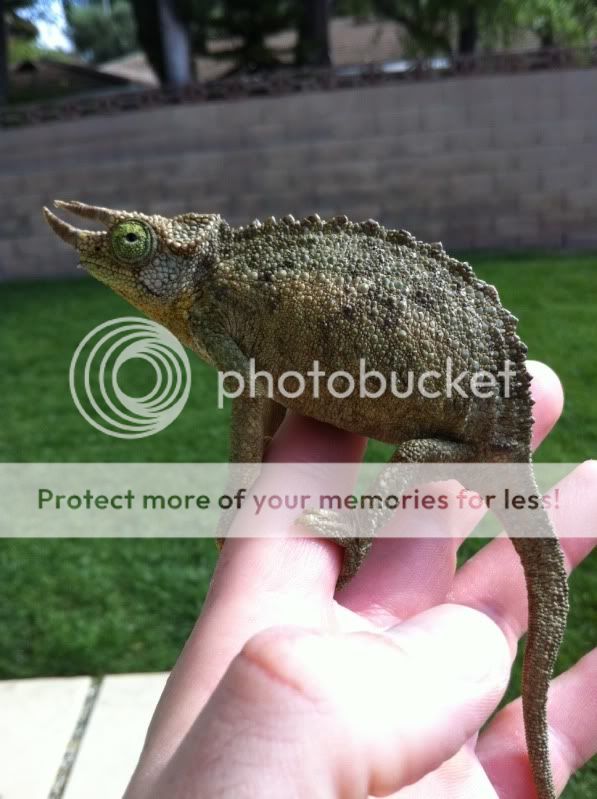 JJ.jpg