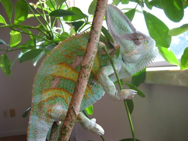 oggie001.jpg