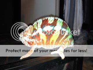 photo-1_zps23cf7fdc.jpg