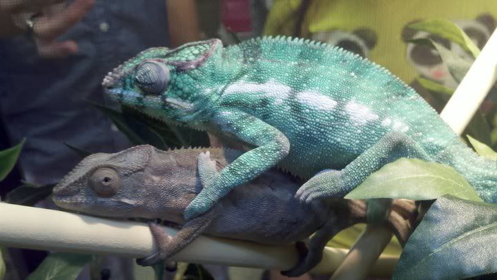 ChameleopnParents.jpg