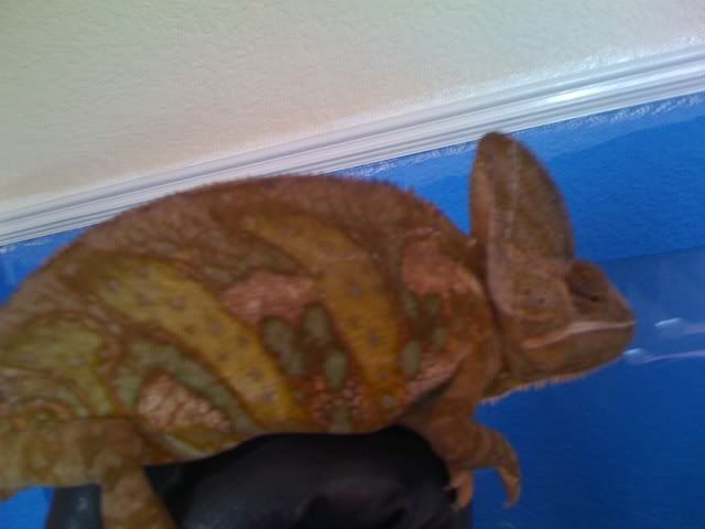 chameleon1.jpg