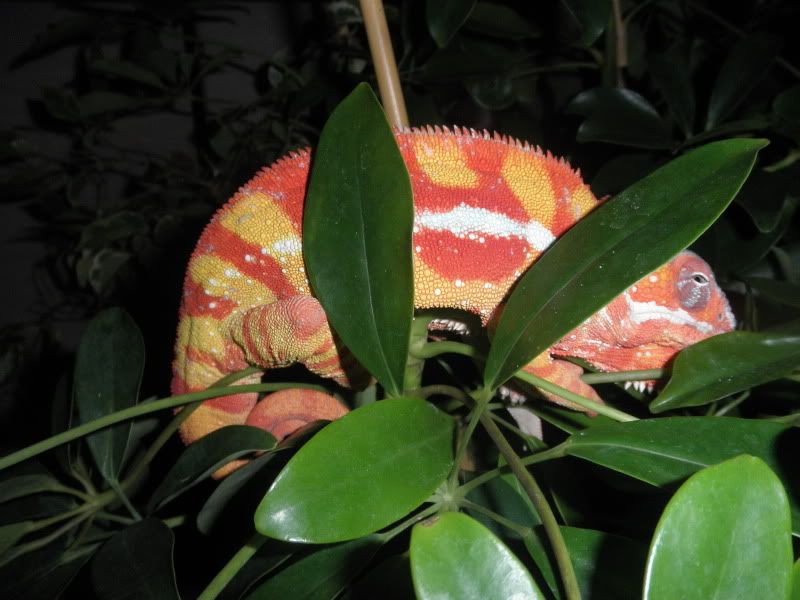 Blaze001.jpg