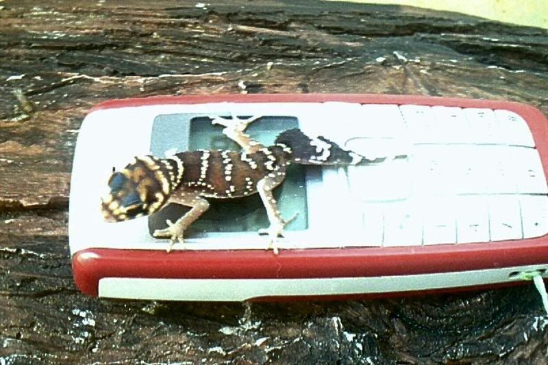 100-0077.jpg