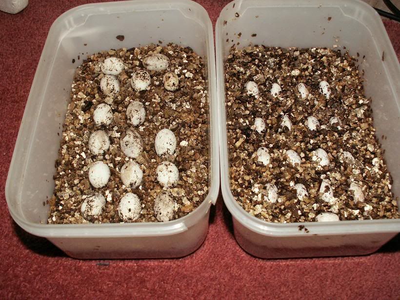 Quadricorniseggs.jpg