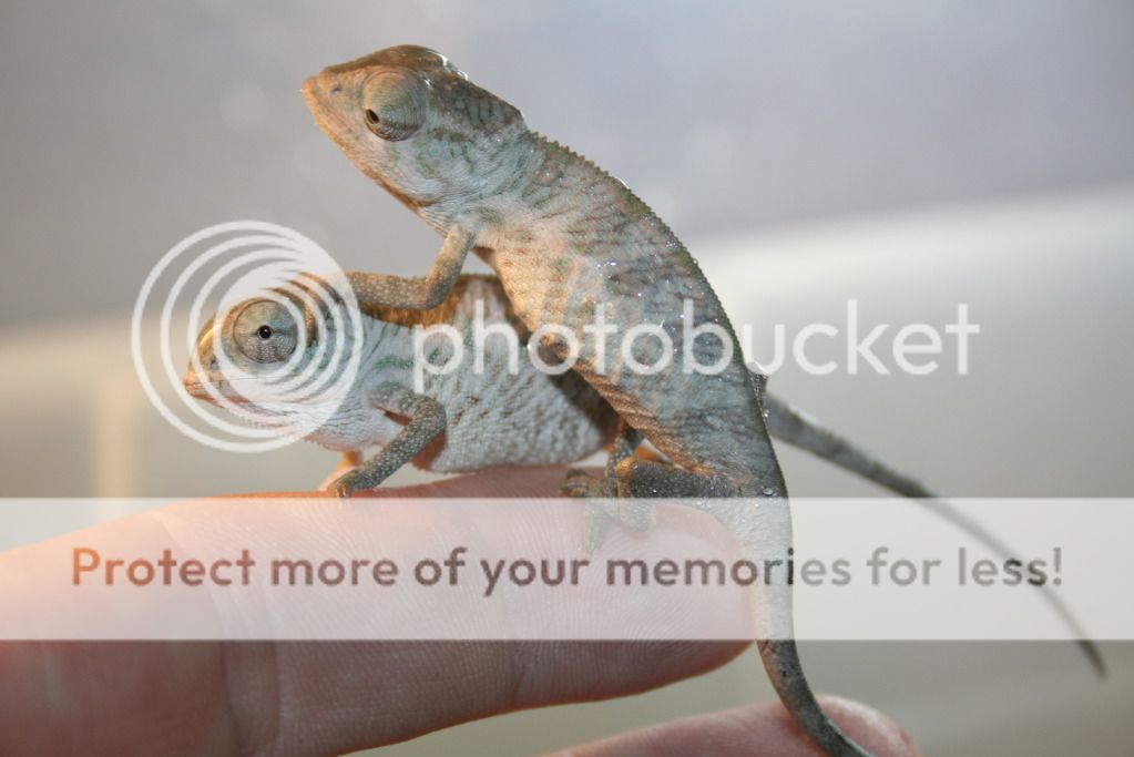 tritonfalybabies007.jpg
