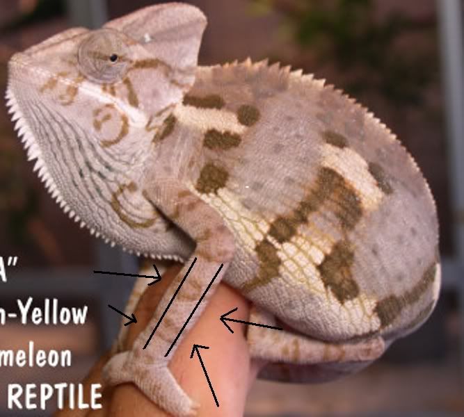veiledchameleon3.jpg