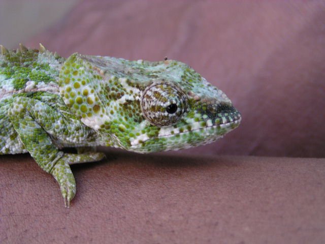 andasibe-chameleon.jpg
