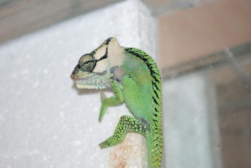 damaranum_male_02.jpg