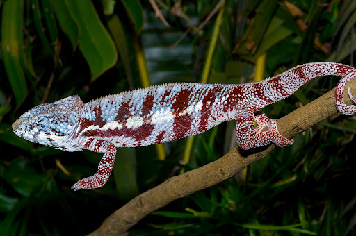 Madagascar2008_40.jpg