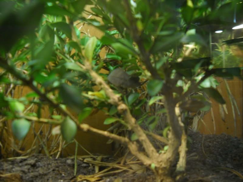 PygmyViv003.jpg