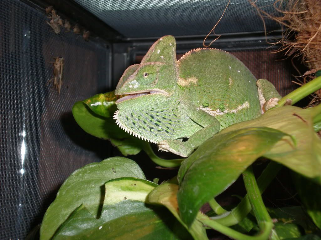 BabyChameleons3.jpg
