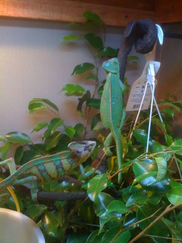 Picture035.jpg