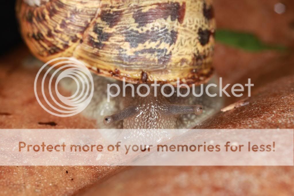Snail.jpg