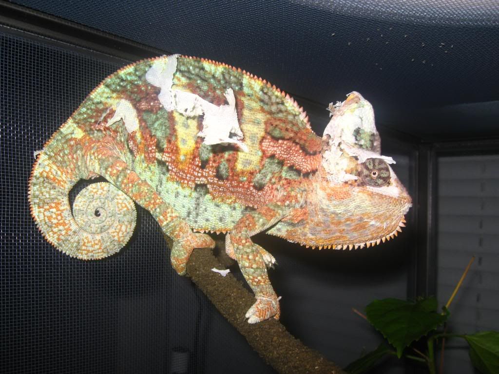 animals571.jpg