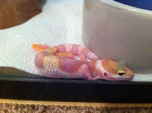 Reptar.png