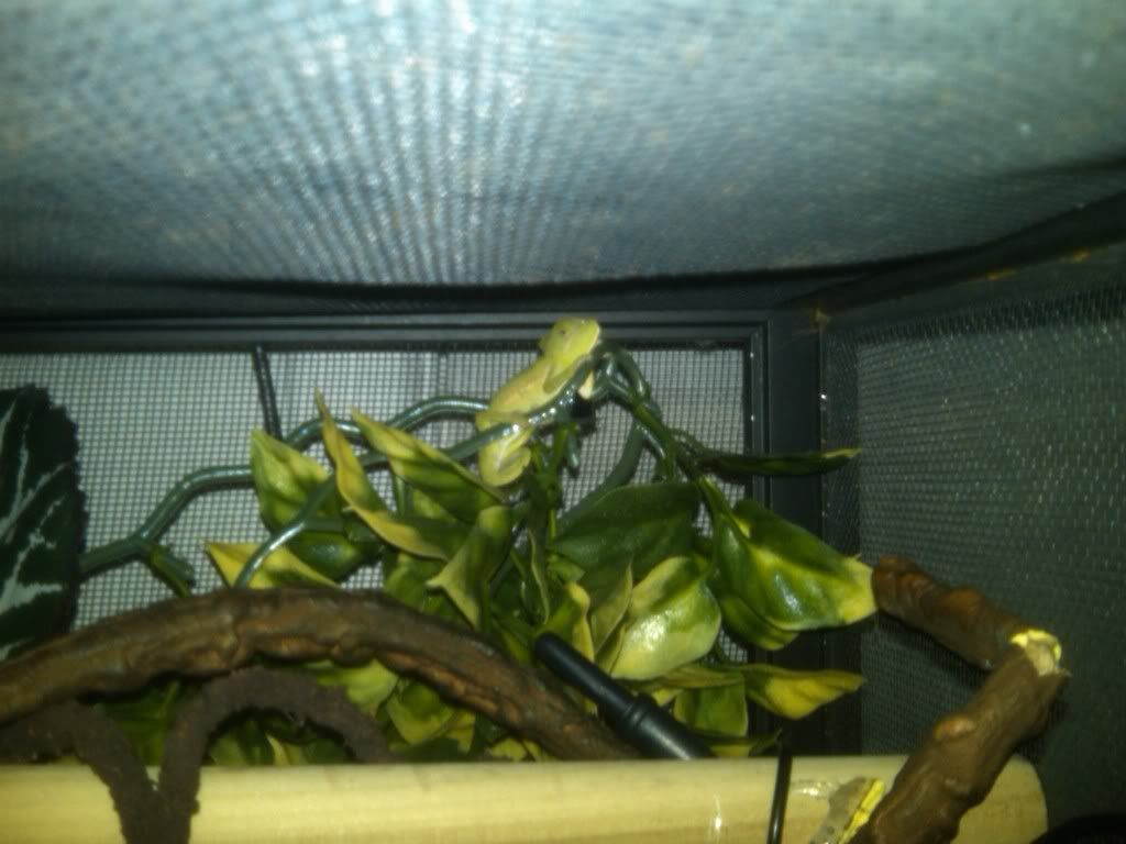 IMG00153-20101219-2038.jpg
