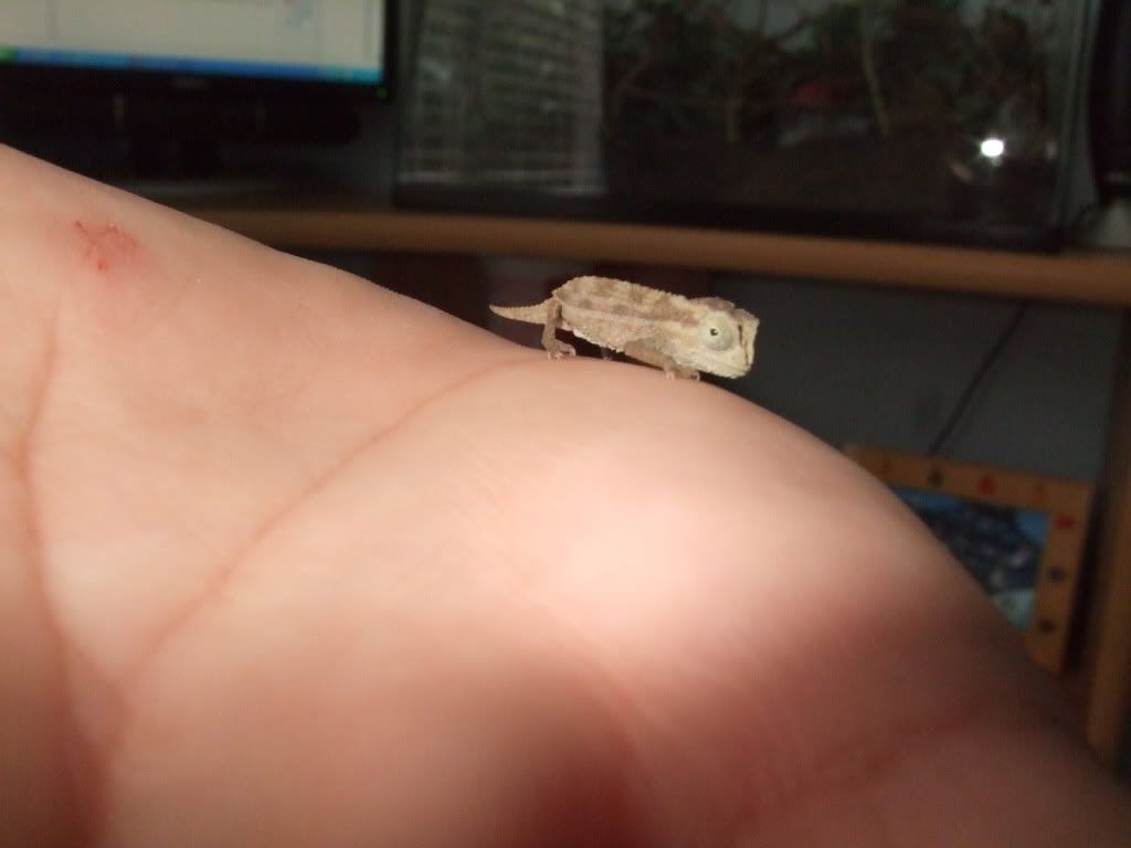 pygmychameleon003.jpg
