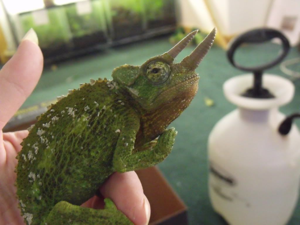 2010_0427chams0016.jpg