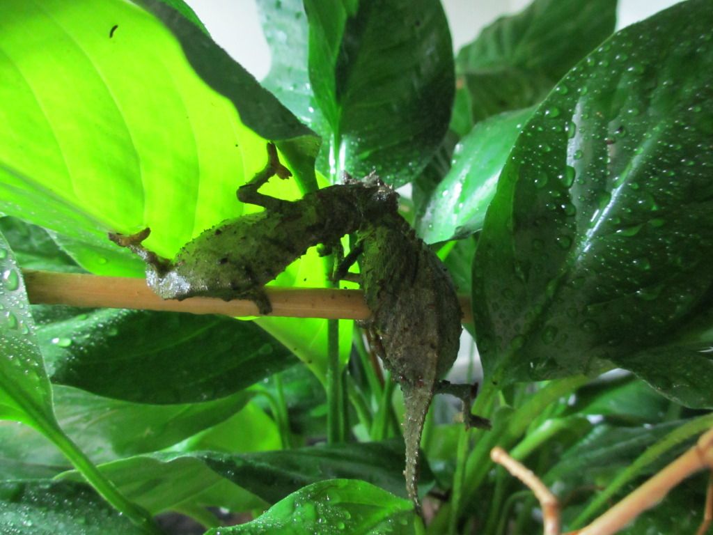 Rhampholeonacuminatus010.jpg